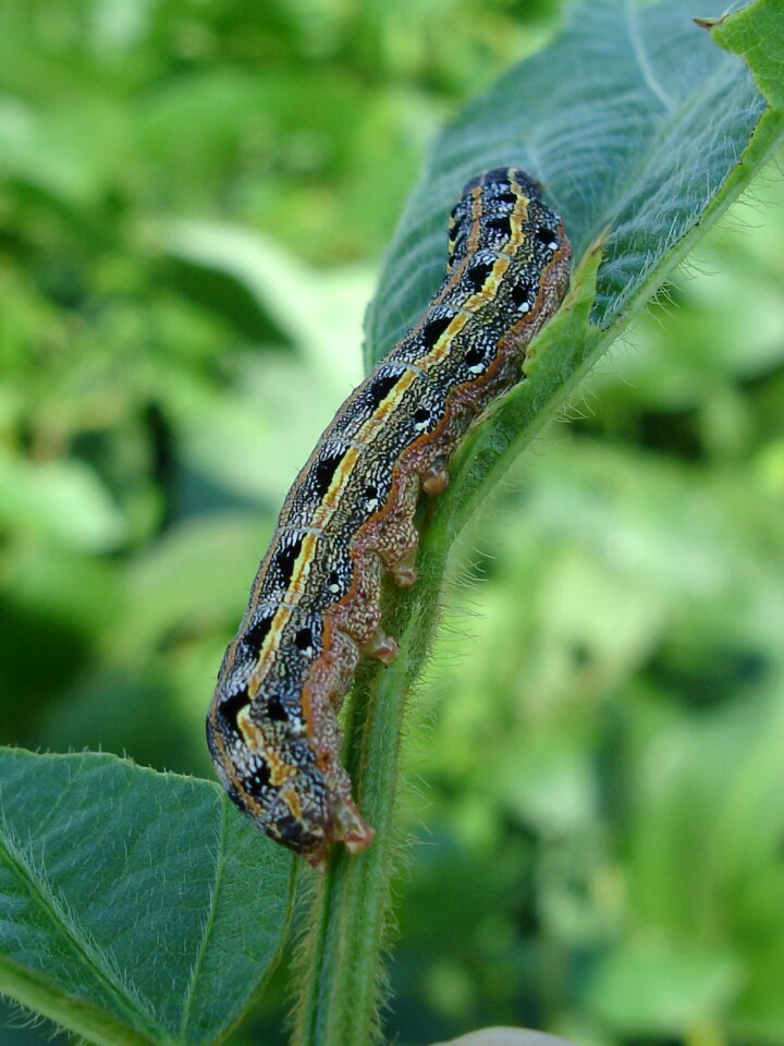 Soy soybean glycine max