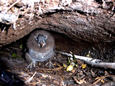 Puffin chick in burrow photo