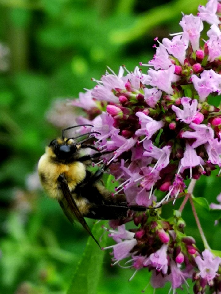 Bumblebee visiting oregano Origanum vulgare