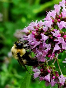Bumblebee visiting oregano Origanum vulgare