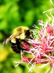 Bumblebee visiting Joe Pye weed Eupatorium dubium Baby Joe