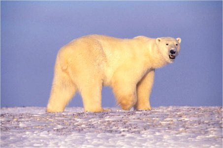 Polar Bear in Arctic Alaska photo