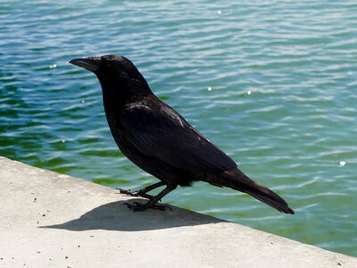 Black sitting observing