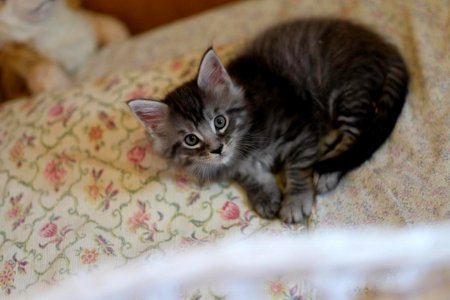 Chatons GALIT 13.12.2015 - Février 2016