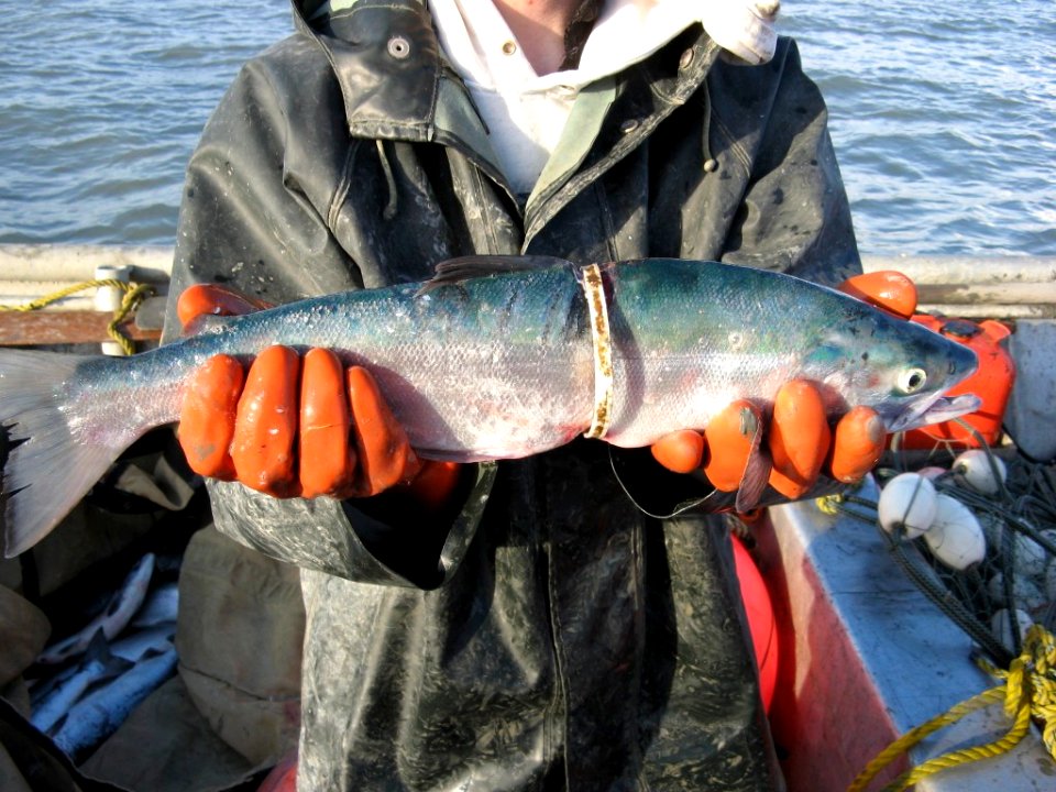 Ring around the salmon