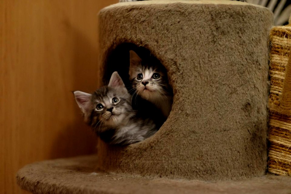 Chatons GALIT 13.12.2015 - Février 2016