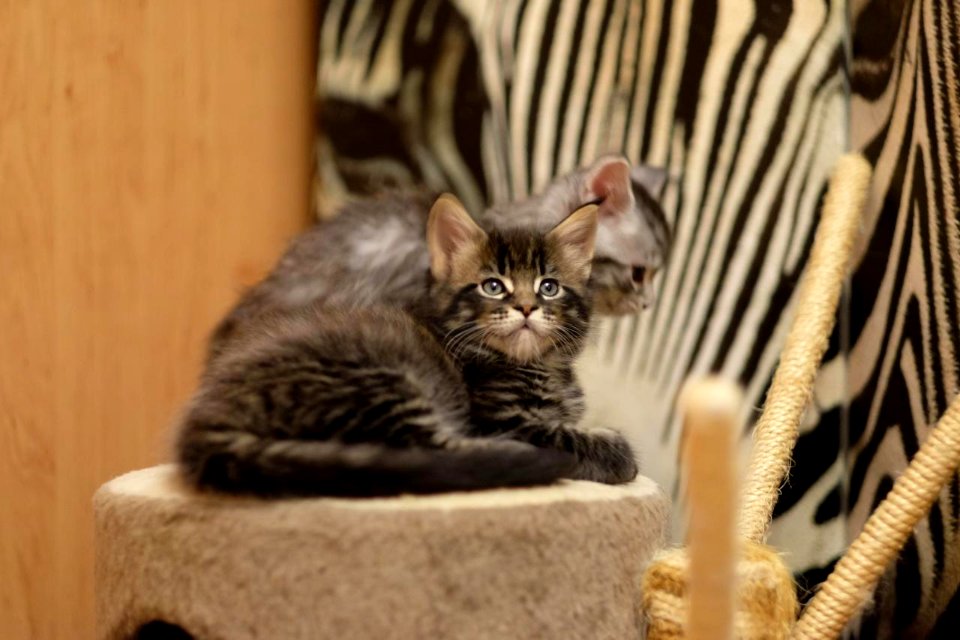 Chatons GALIT 13.12.2015 - Février 2016