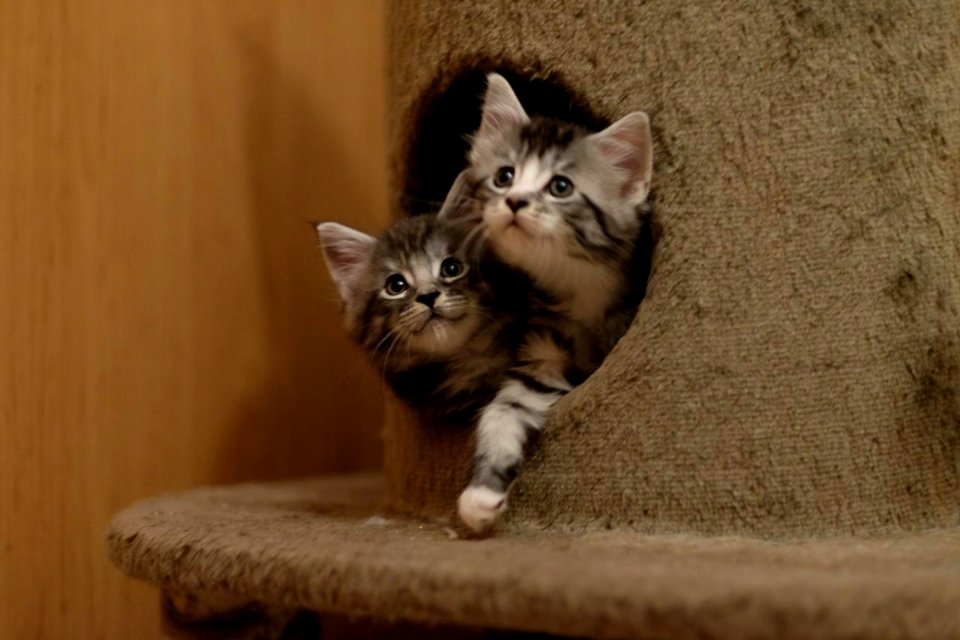 Chatons GALIT 13.12.2015 - Février 2016