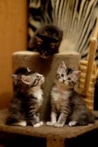Chatons GALIT 13.12.2015 - Février 2016