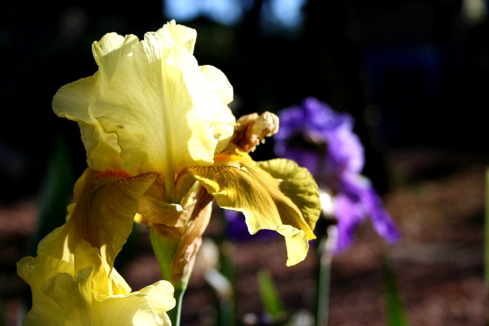 Yeller and Purple