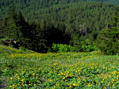 Wildflowers on Dog Mountain Trail in WA