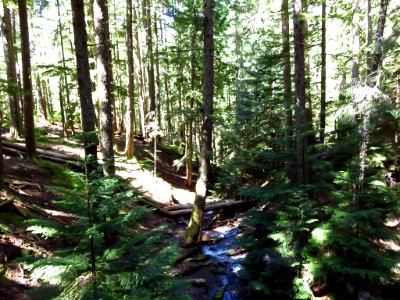 Ramona Falls Hike at Mt. Hood Wilderness in Oregon photo