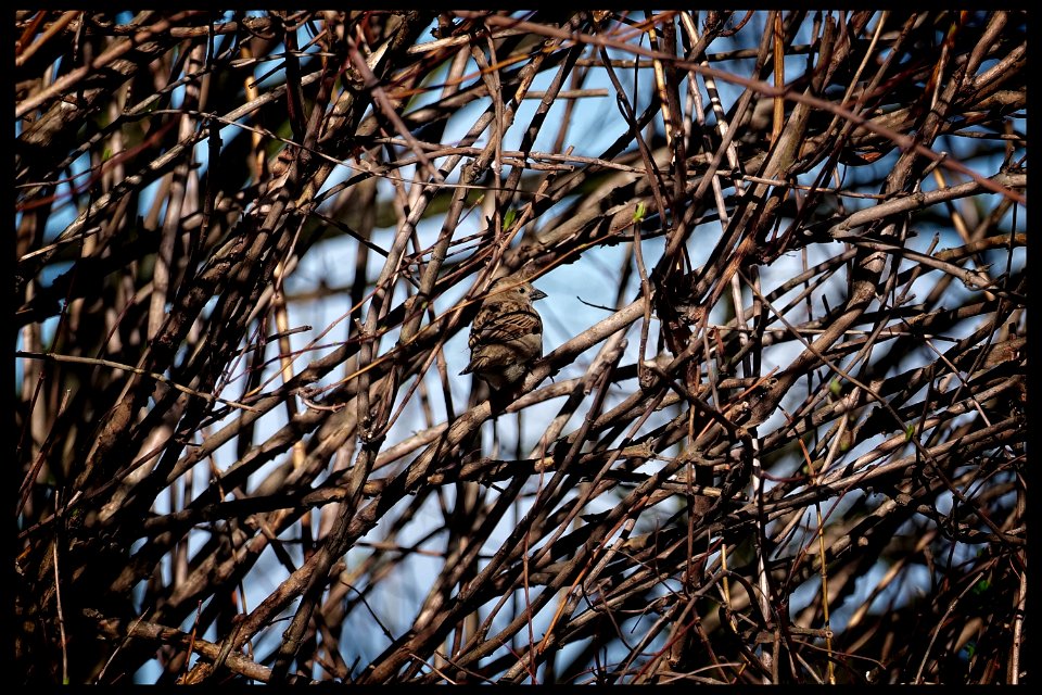 Hiding in Plain Sight
