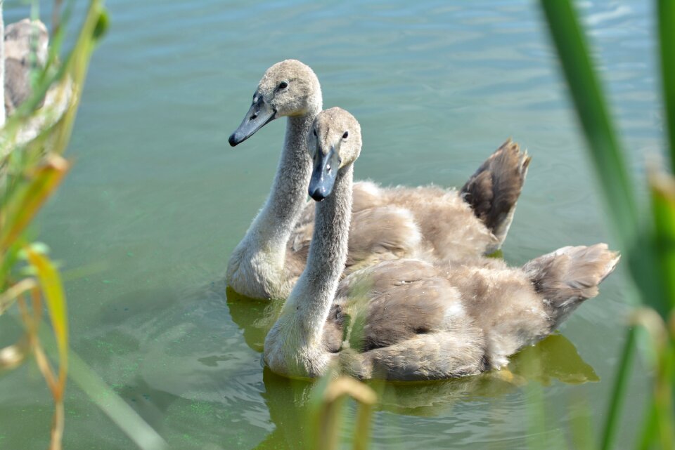 Bird nature water bird