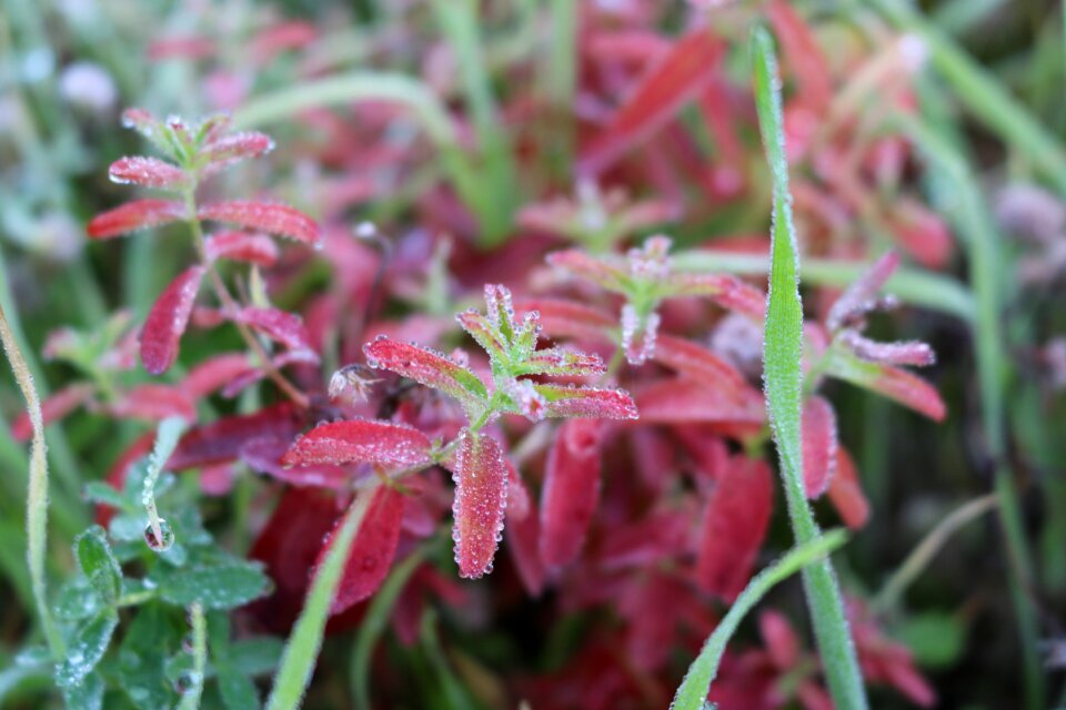 Red green nature