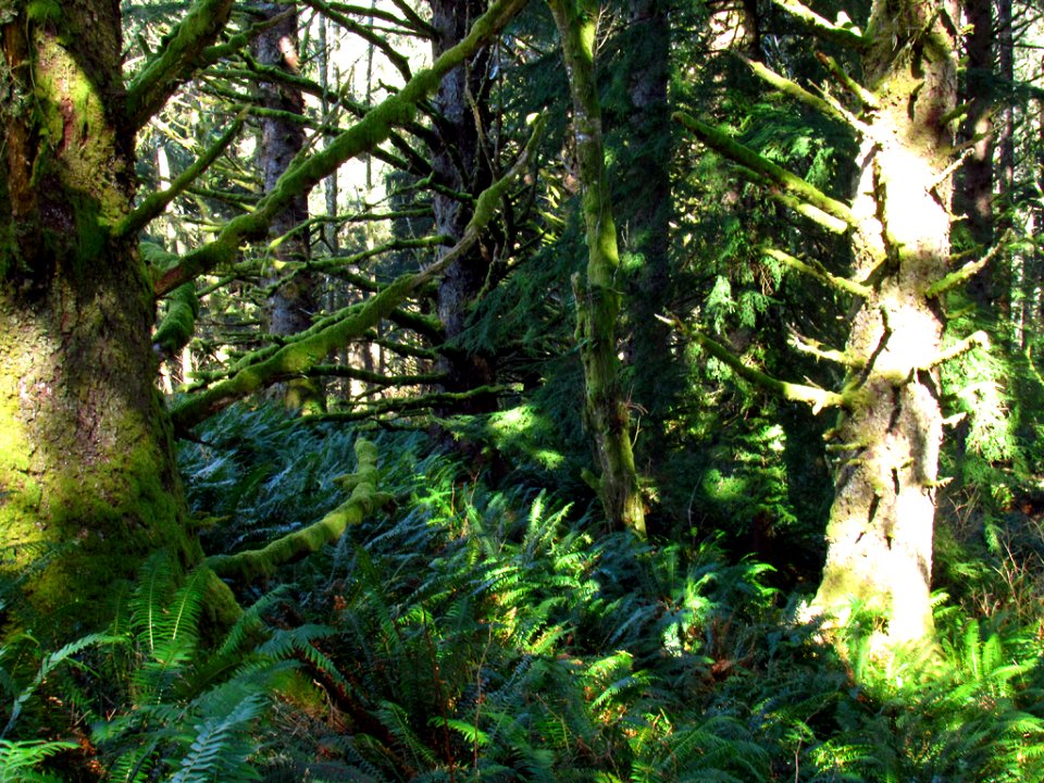 Forest at God's Thumb Hike in OR