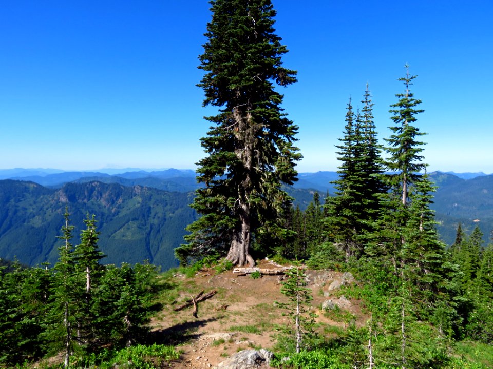 Tatoosh Peak Trail in WA