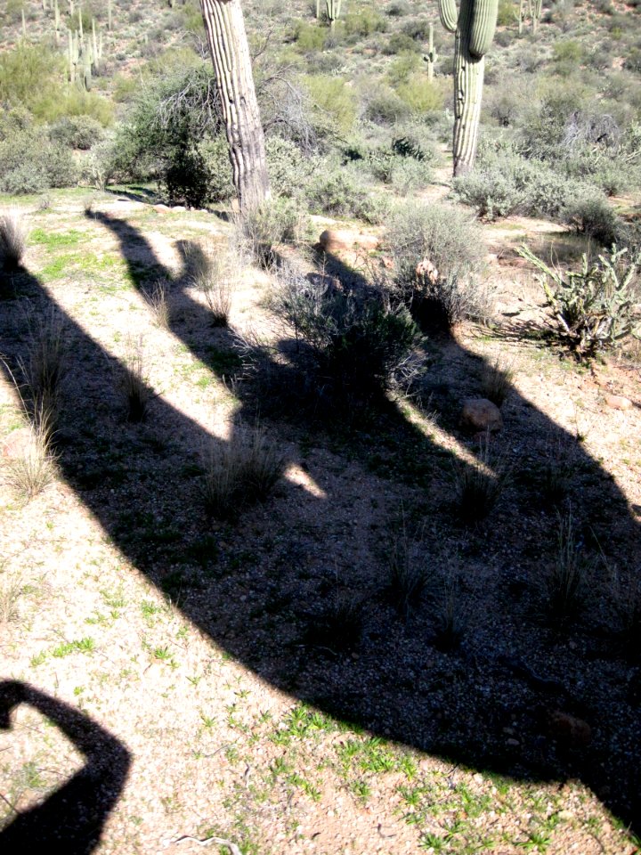 Big Cactus Casts Long Shadow