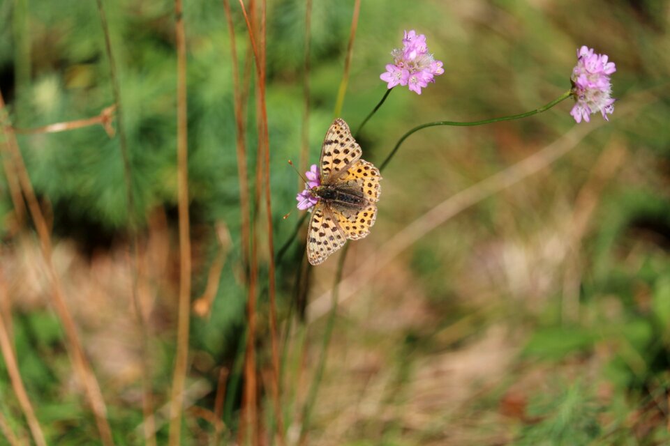 Close up insect flower and butterfly