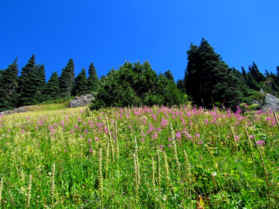 Wildflowers at Tatoosh Wilderness in WA