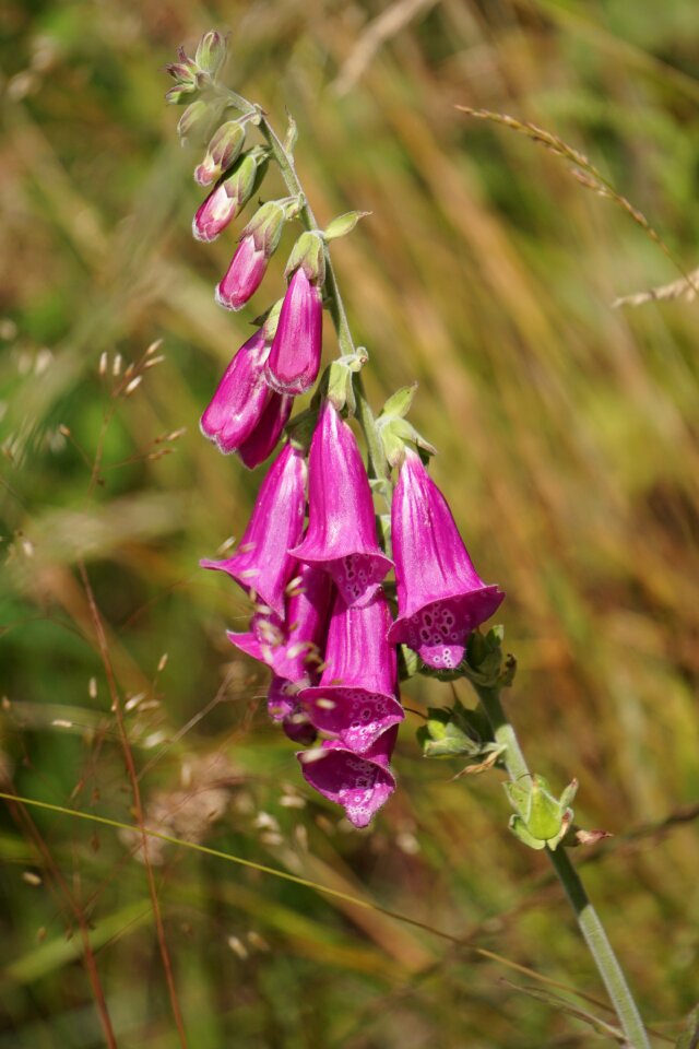 Digitalis common foxglove digitalis purpurea photo