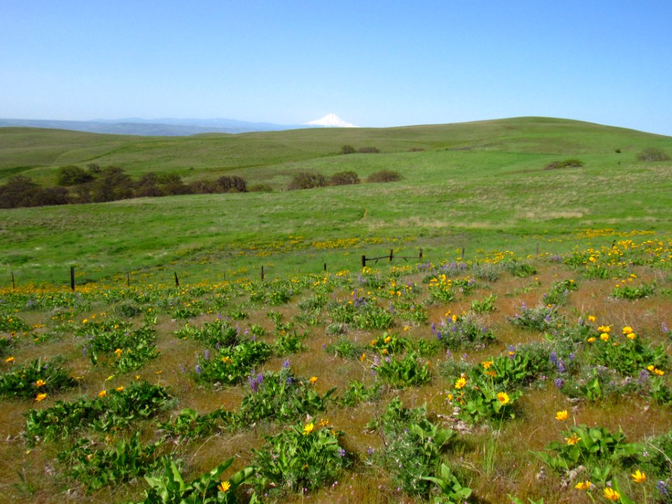 Wildflowers and Mt. Hood at Dalles Mt. Ranch in WA