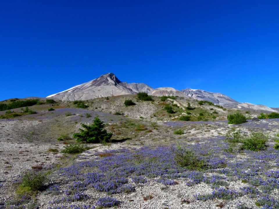 Wildflowers at Mt. St. Helens NM in WA
