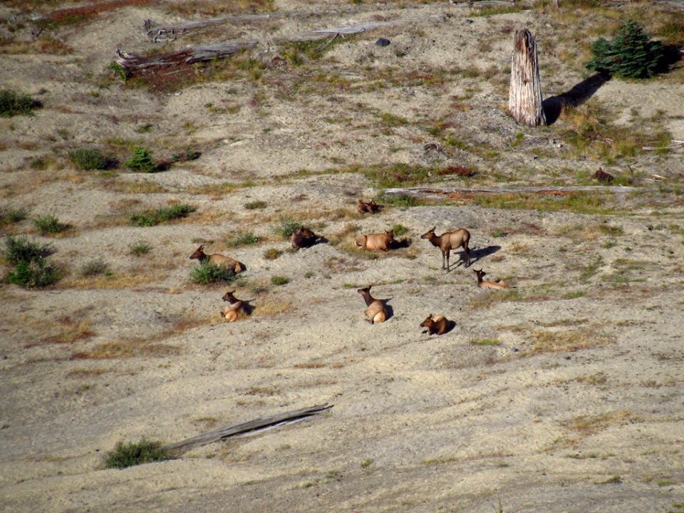 Elk Herd at Mt. Margaret Backcountry in WA