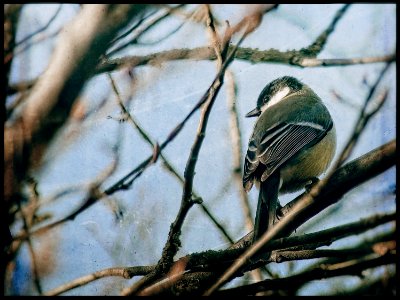 Great Tit - Parus major