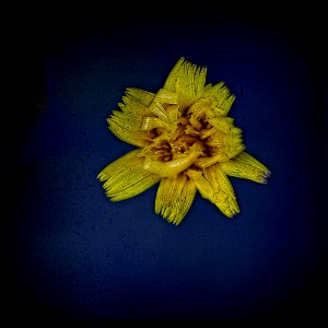 Korean Dandelion
