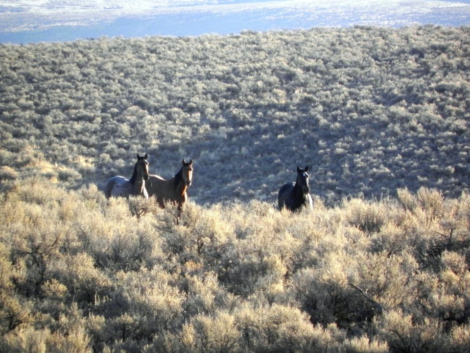 High Rock Herd Management Area