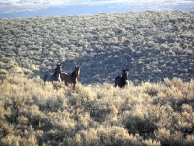 High Rock Herd Management Area photo