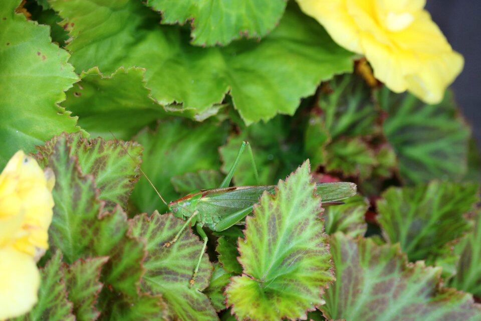 Close up macro nature