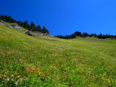Wildflowers at Tatoosh Wilderness in WA