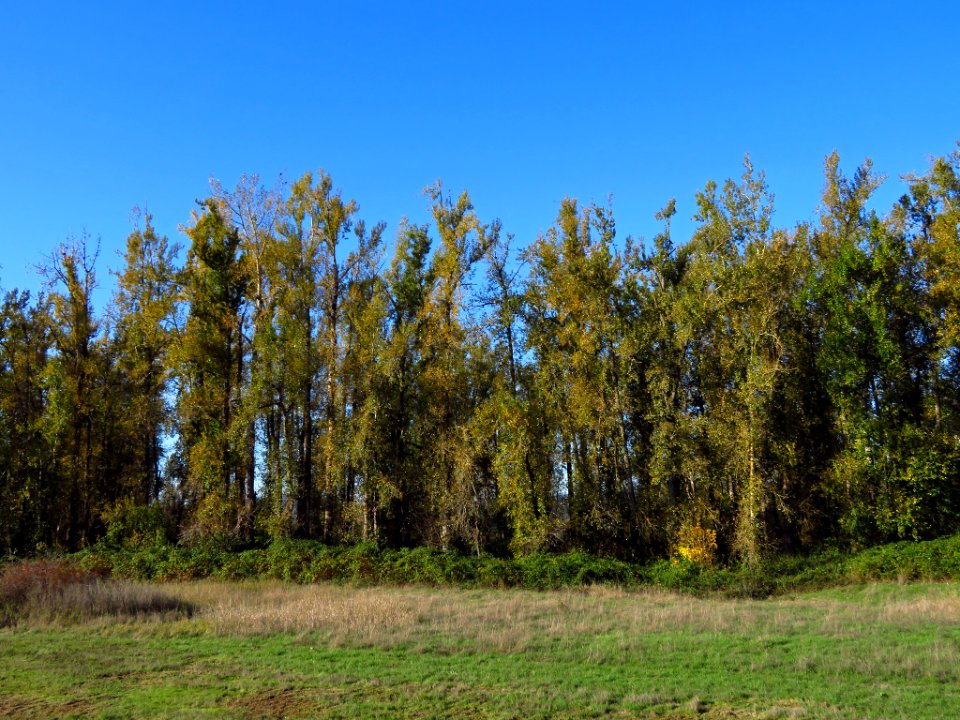 Autumn at Steigerwald Lake NWR in WA