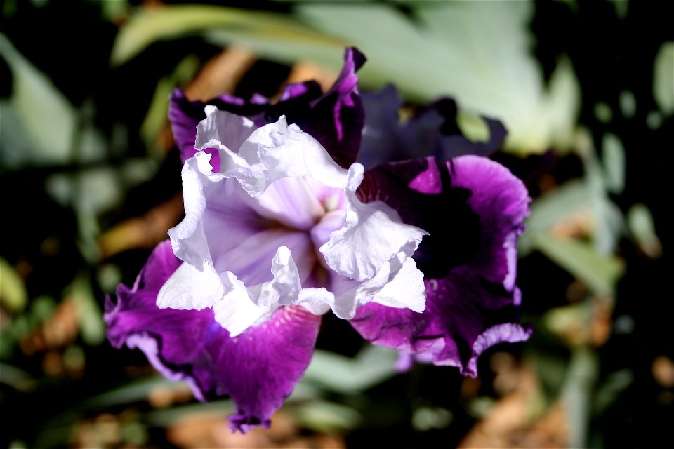 Iris Color Explosion