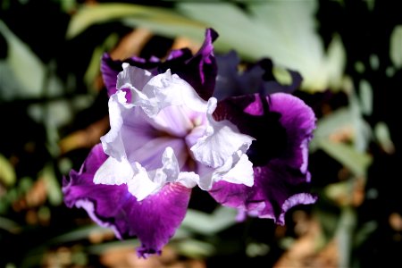 Iris Color Explosion