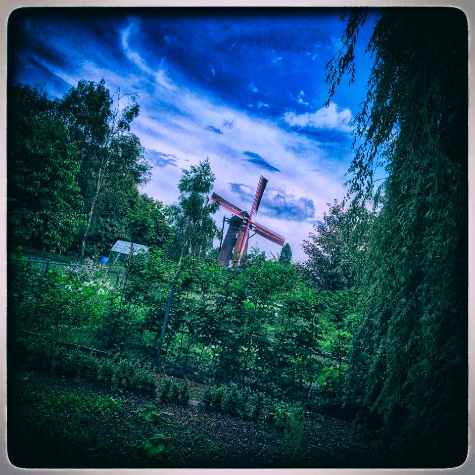 My Backyard
