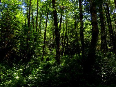 Trees and Forest at Mt. St. Helens NM in Washington