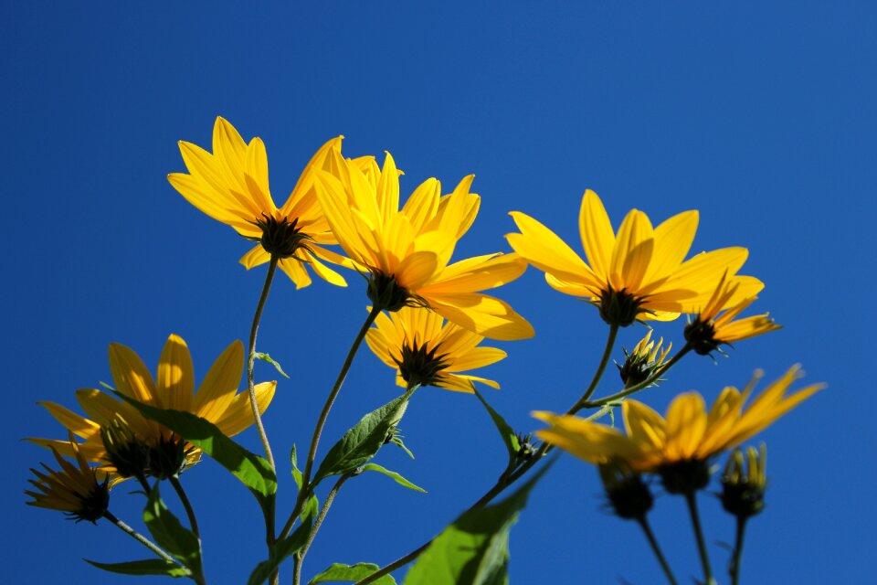 Sunny summer spring