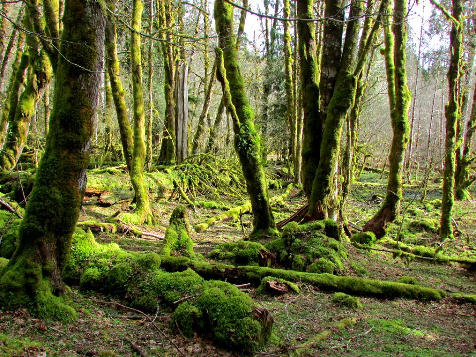 Gifford Pinchot NF in WA