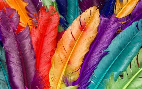 Feather colors duvarkagıdı