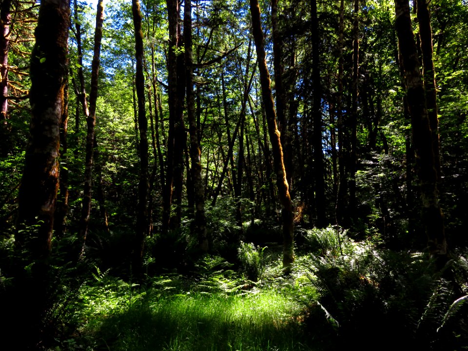 Trees and Forest at Mt. St. Helens NM in Washington