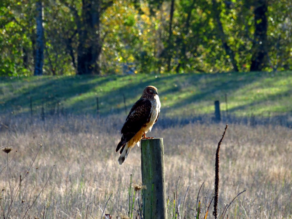 Hawk at Steigerwald Lake NWR in WA