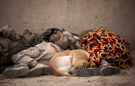 Rest dog canine photo