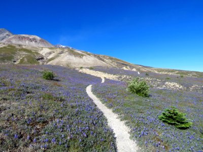 Loowit Falls Trail at Mt. St. Helens NM in WA photo