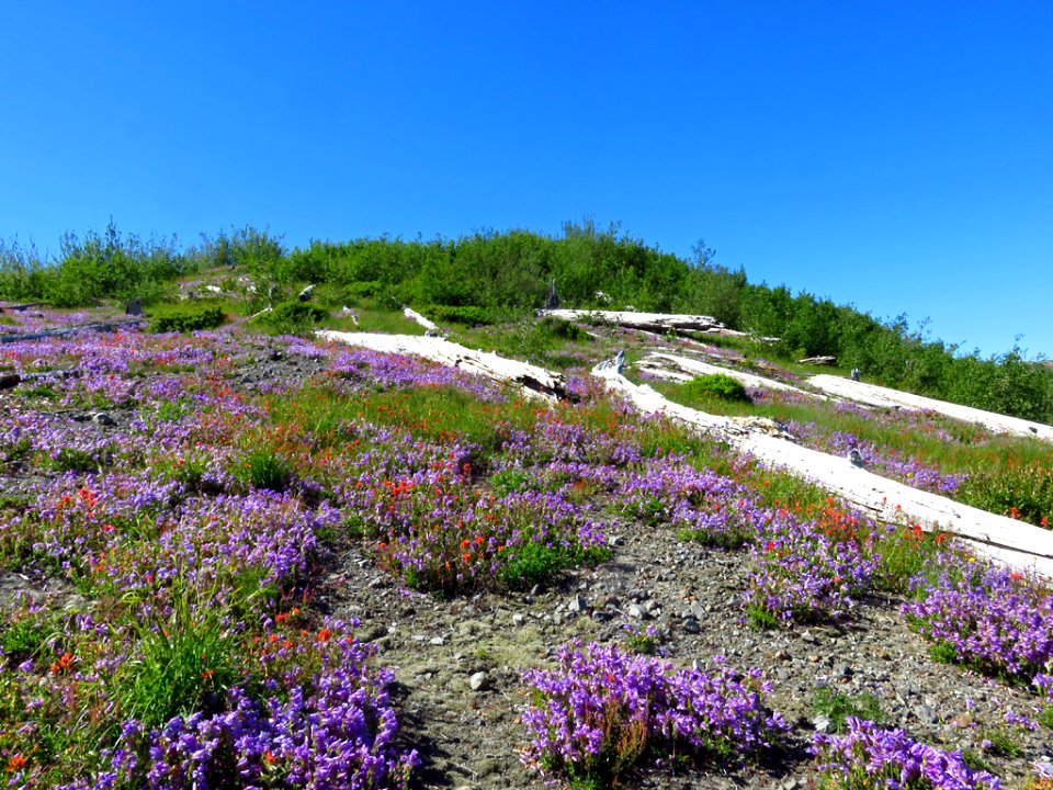 Wildflowers at Mt. St. Helens NM in Washington