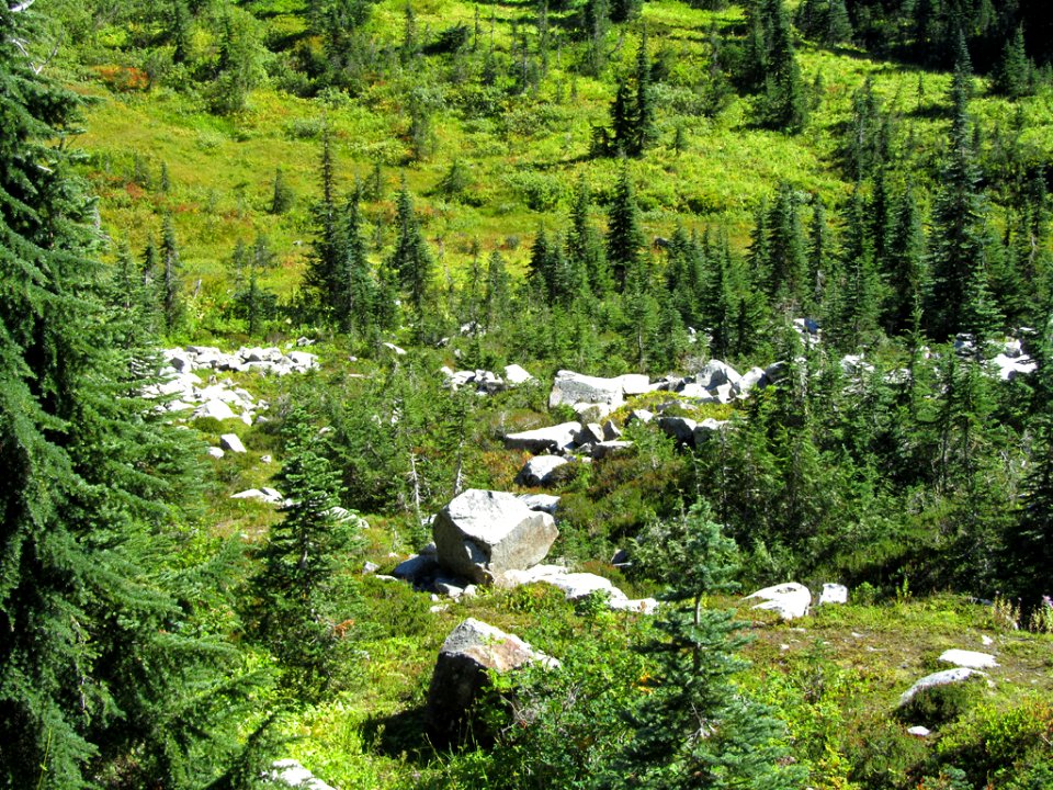 Mt. Rainier NP in WA