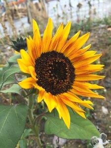 Yellow blossom bloom