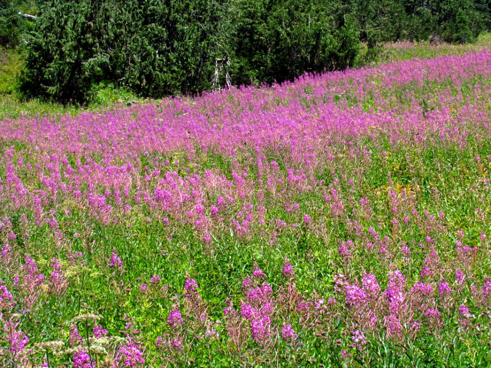 Wildflowers at Tatoosh Wilderness in WA